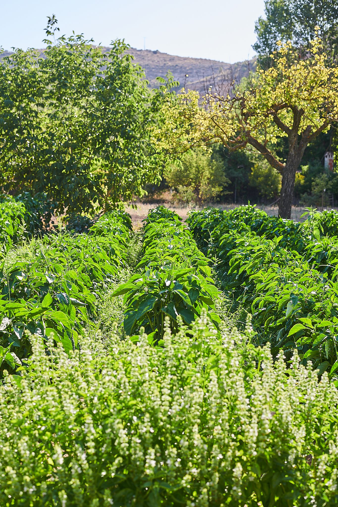 Cultivos del huerto oba-